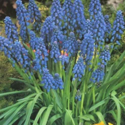 Menu Non-Stop Spring-Blooming Bulb Collection 24 Menu Non-Stop Spring-Blooming Bulb Collection -US Garden Plants Sales 2024 89153 non stop spring blooming bulb collection 5