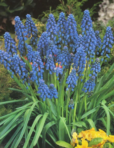 Menu Non-Stop Spring-Blooming Bulb Collection 9 Menu Non-Stop Spring-Blooming Bulb Collection - Image 7