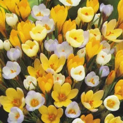 Menu Non-Stop Spring-Blooming Bulb Collection 25 Menu Non-Stop Spring-Blooming Bulb Collection -US Garden Plants Sales 2024 89153 non stop spring blooming bulb collection 6