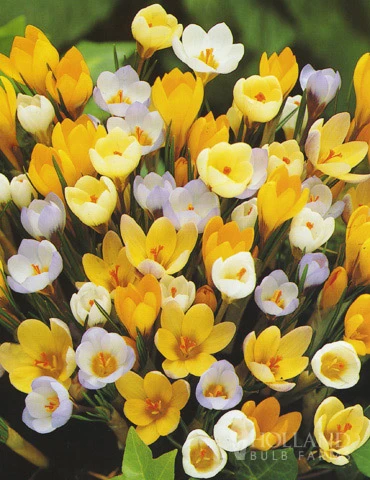 Menu Non-Stop Spring-Blooming Bulb Collection 10 Menu Non-Stop Spring-Blooming Bulb Collection - Image 8