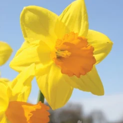 Menu Non-Stop Spring-Blooming Bulb Collection 27 Menu Non-Stop Spring-Blooming Bulb Collection -US Garden Plants Sales 2024 89153 non stop spring blooming bulb collection 8