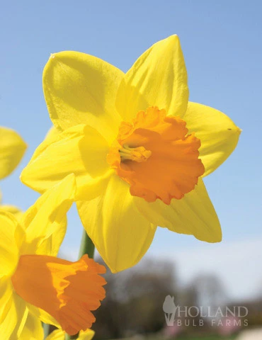 Menu Non-Stop Spring-Blooming Bulb Collection 12 Menu Non-Stop Spring-Blooming Bulb Collection - Image 10