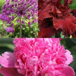 Menu Simple Late Spring Collection