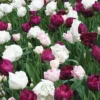 Menu Up & Up Double Tulip Collection -US Garden Plants Sales 2024 89180 up and up double tulip collection