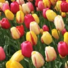 Menu Cotton Candy Tulip Collection -US Garden Plants Sales 2024 89181 cotton candy tulip collection