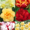 Menu Double Daffodil And Tulip Collection 1 Menu Double Daffodil And Tulip Collection -US Garden Plants Sales 2024 89210 double daffodil and tulip collection