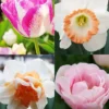 Menu Pink Tulip & Daffodil Collection -US Garden Plants Sales 2024 89211 pink tulip and daffodil collection