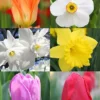 Menu All Spring Blooming Daffodil & Tulip Collection -US Garden Plants Sales 2024 89212 all spring blooming daffodil and tulip collection