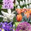 Menu All Spring Blooms Of Fragrant And Cut Flowers -US Garden Plants Sales 2024 89213 all spring blooms of fragrant and cut flowers