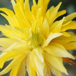 Menu Essential Spring Rock Garden -US Garden Plants Sales 2024 89216 essential spring rock garden 3