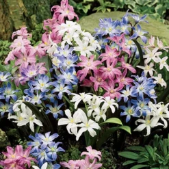 Menu Essential Spring Rock Garden -US Garden Plants Sales 2024 89216 glory of the snow