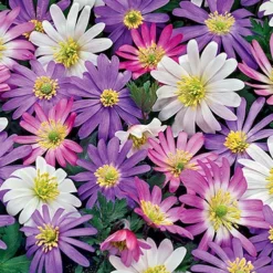 Menu Essential Spring Rock Garden -US Garden Plants Sales 2024 89216 grecian windflower