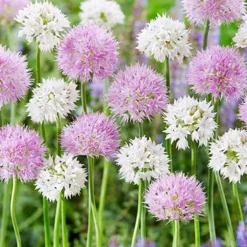Menu Beginner Allium Collection -US Garden Plants Sales 2024 89225 fluffy dreams blend