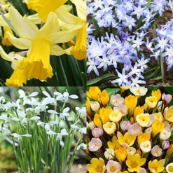 Menu Early Spring Blooms Collection