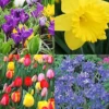 Menu Spring Beauty Garden -US Garden Plants Sales 2024 89246 spring beauty garden