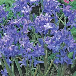 Menu Spring Beauty Garden -US Garden Plants Sales 2024 89246 spring beauty garden 2