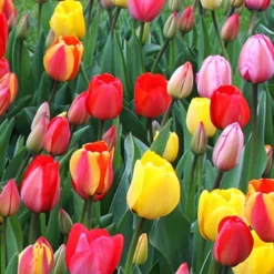 Menu Spring Beauty Garden -US Garden Plants Sales 2024 89246 spring beauty garden 3