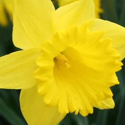 Menu Spring Beauty Garden -US Garden Plants Sales 2024 89246 spring beauty garden 4