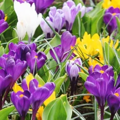 Menu Spring Beauty Garden -US Garden Plants Sales 2024 89246 spring beauty garden 5