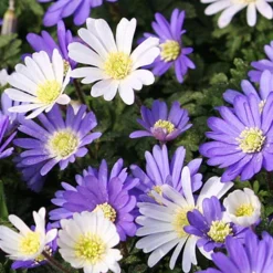 Menu Rock Garden Delight -US Garden Plants Sales 2024 89247 rock garden delight 2