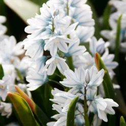 Menu Rock Garden Delight -US Garden Plants Sales 2024 89247 rock garden delight 3