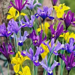 Menu Rock Garden Delight -US Garden Plants Sales 2024 89247 rock garden delight 4