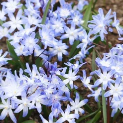 Menu Rock Garden Delight -US Garden Plants Sales 2024 89247 rock garden delight 5