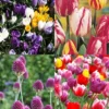 Menu Prime Fall Flower Bulb Garden -US Garden Plants Sales 2024 89503 prime fall flower bulb garden 3