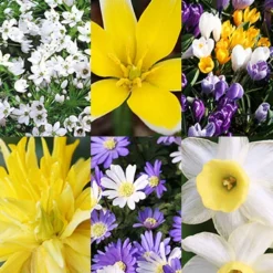 Menu Small Wonders Garden Collection