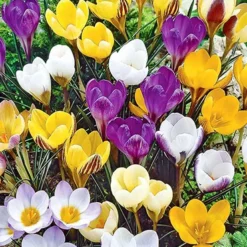 Menu Bloom Parade Garden Kit- 60 Days Of Blooms -US Garden Plants Sales 2024 89510 bloom parade garden 2