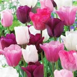 Menu Bloom Parade Garden Kit- 60 Days Of Blooms -US Garden Plants Sales 2024 89510 bloom parade garden 3