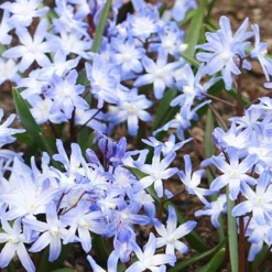 Menu Bloom Parade Garden Kit- 60 Days Of Blooms -US Garden Plants Sales 2024 89510 bloom parade garden 4