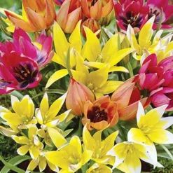 Menu Bloom Parade Garden Kit- 60 Days Of Blooms -US Garden Plants Sales 2024 89510 bloom parade garden 5