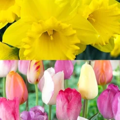 Menu 100 Tulips & Daffodils Collection