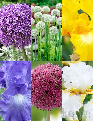 Menu Late Spring Spectacular Garden 3 Menu Late Spring Spectacular Garden