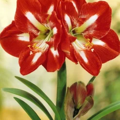Menu Star Of Holland Amaryllis Giftbox Kit