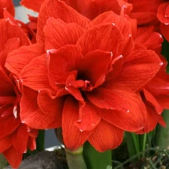 Menu Celica Amaryllis