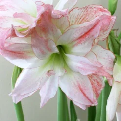 Menu Double Record Amaryllis