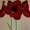 Menu Queen Of Night Amaryllis -US Garden Plants Sales 2024 92163 queen of night amaryllis