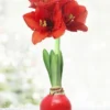 Menu Happiness Waxed Amaryllis -US Garden Plants Sales 2024 92165 red wax base dipped in house 2 1