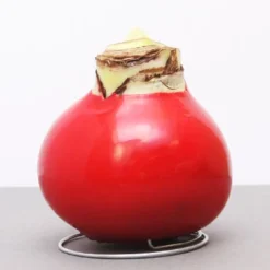 Menu American Spirit Waxed Amaryllis Collection -US Garden Plants Sales 2024 92165 red wax base dipped in house