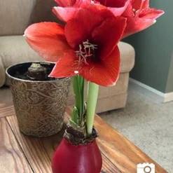 Menu Happiness Waxed Amaryllis -US Garden Plants Sales 2024 92165 red wax base dipped in house 6 1