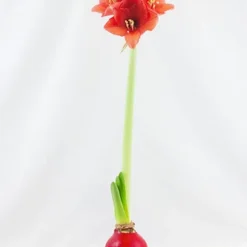 Menu Happiness Waxed Amaryllis -US Garden Plants Sales 2024 92165 red wax base dipped in house with amaryllis 2 1