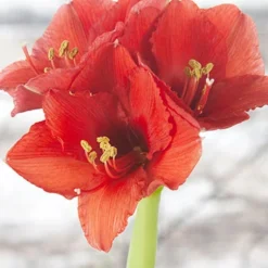 Menu American Spirit Waxed Amaryllis Collection -US Garden Plants Sales 2024 92165 red wax base dipped in house with amaryllis 4