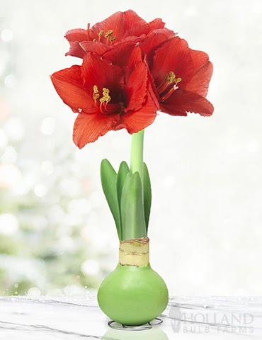 Menu Hope Waxed Amaryllis -US Garden Plants Sales 2024 92168 green wax amaryllis 6