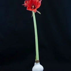 Menu American Spirit Waxed Amaryllis Collection -US Garden Plants Sales 2024 92169 white wax amaryllis 2 1