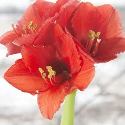 Menu American Spirit Waxed Amaryllis Collection -US Garden Plants Sales 2024 92169 white wax amaryllis 4 1