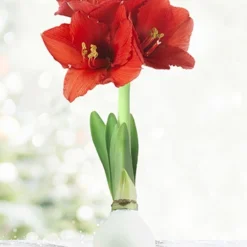Menu American Spirit Waxed Amaryllis Collection -US Garden Plants Sales 2024 92169 white wax amaryllis 6 1
