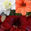 Menu Exquisite Amaryllis Collection -US Garden Plants Sales 2024 92175 exquisite amaryllis collection2