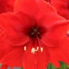 Menu Red Lion Amaryllis 1 Menu Red Lion Amaryllis -US Garden Plants Sales 2024 92177 red lion amaryllis